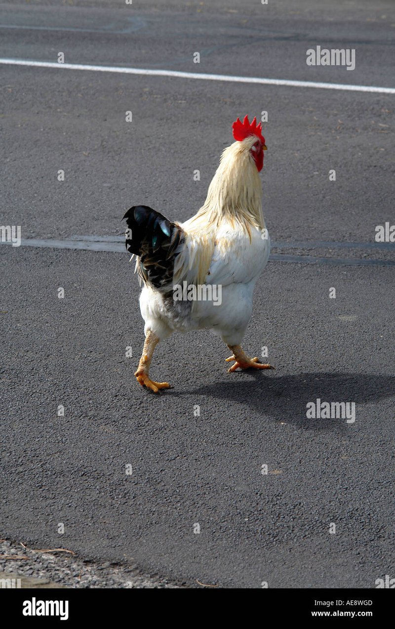 De Chickencross: Speel nu het populaire gokspel in Nederland en win grote, chicken road game
